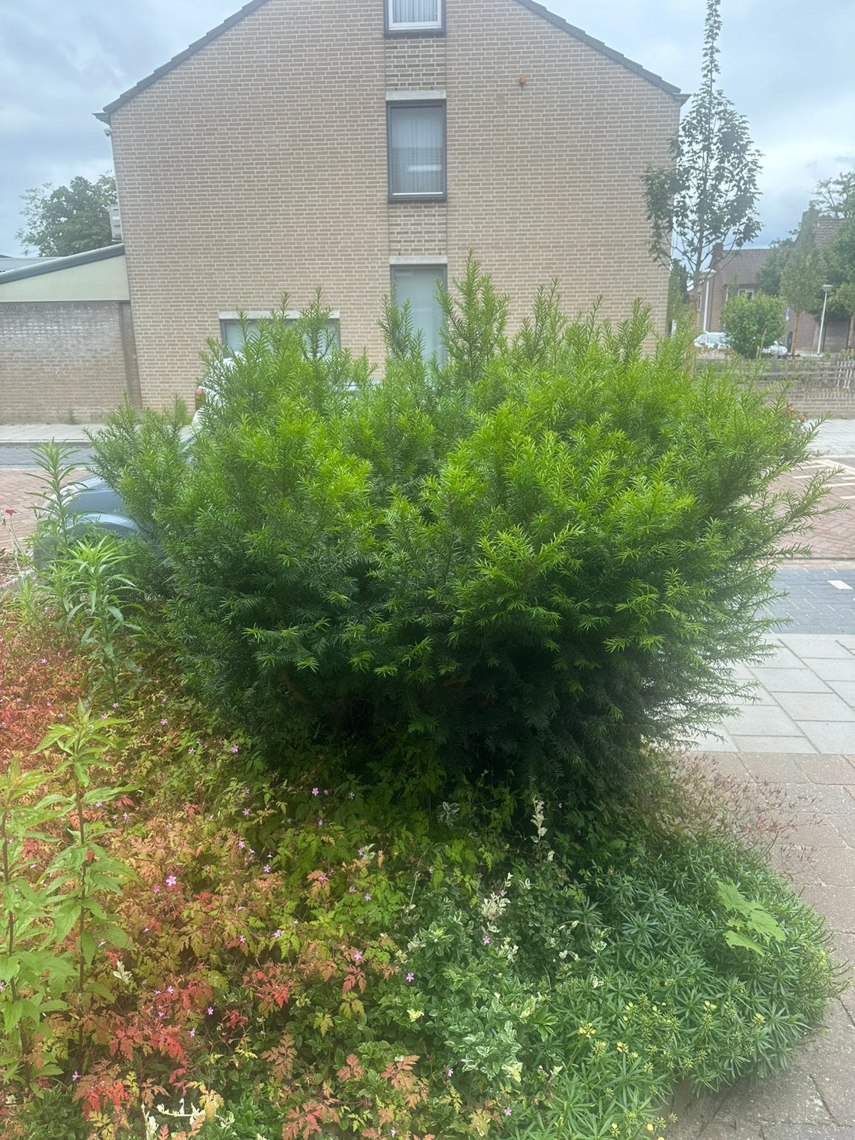 “Gratis Grote Taxus struik / haagplant – zelf uitgraven”., Ophalen, Taxus