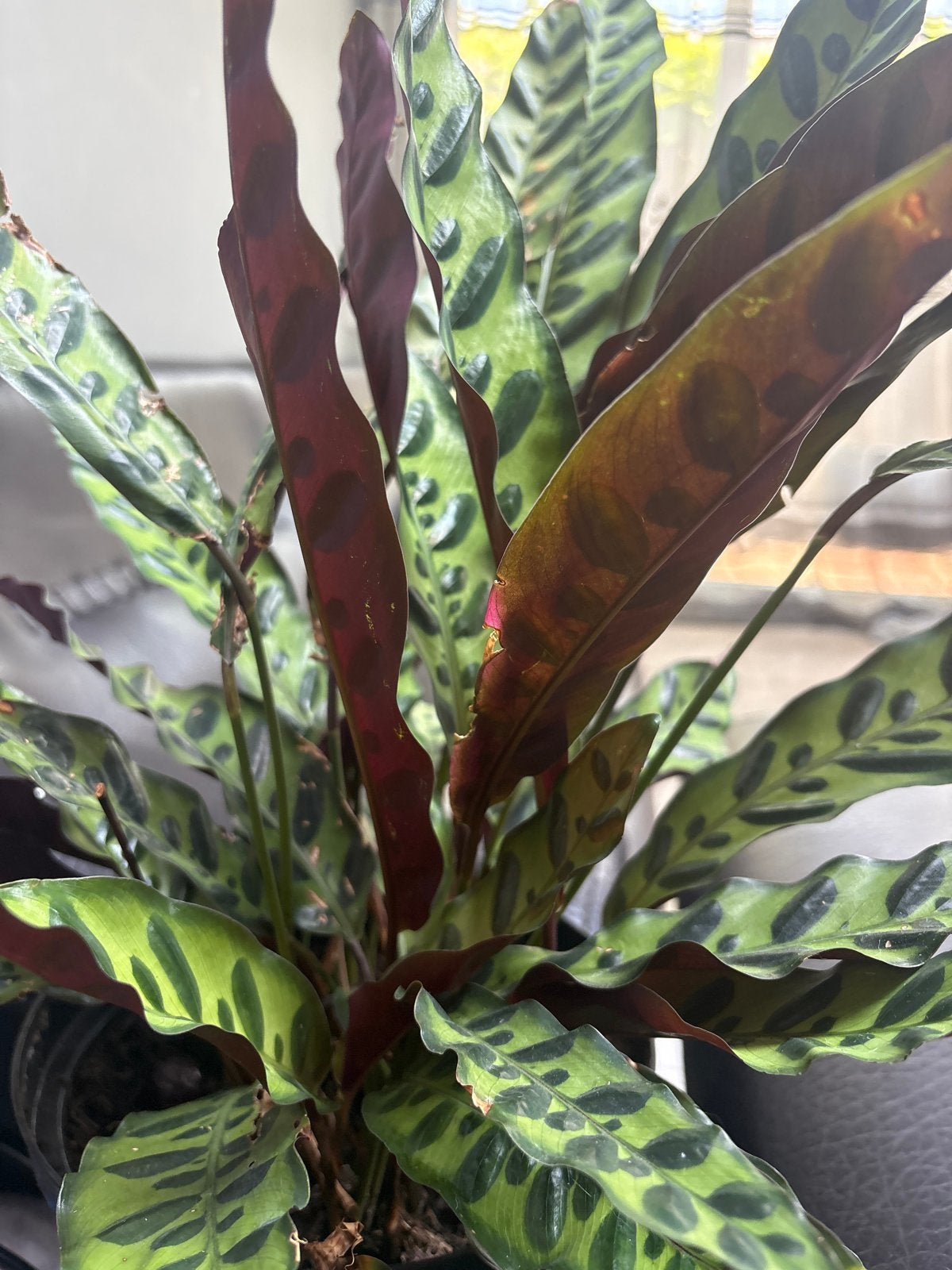 Calathea Rattlesnake - Levendige Kamerplant, Huis en Inrichting, Kamerplanten, Overige soorten, In pot, Minder dan 100 cm, Groene kamerplant