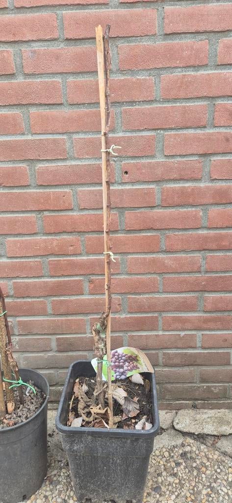 Mooie regent druivenboom, Ophalen of Verzenden