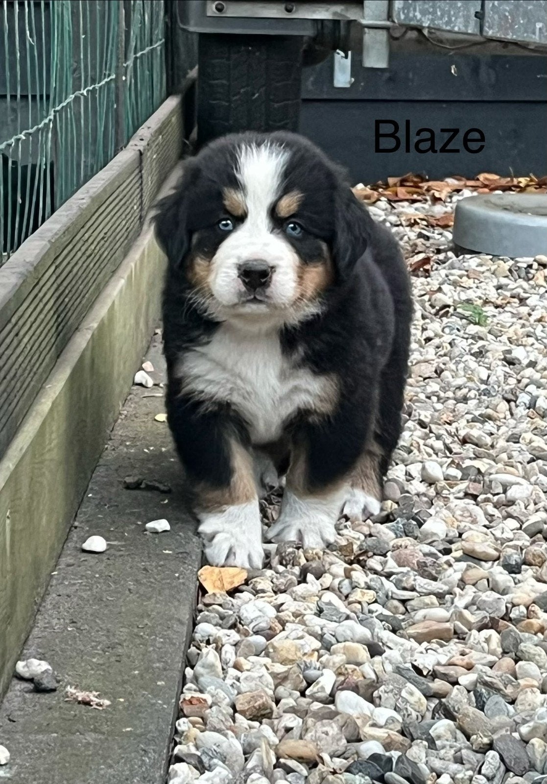 Berner sennen pup, Parvo, 8 tot 15 weken, Meerdere, Meerdere dieren