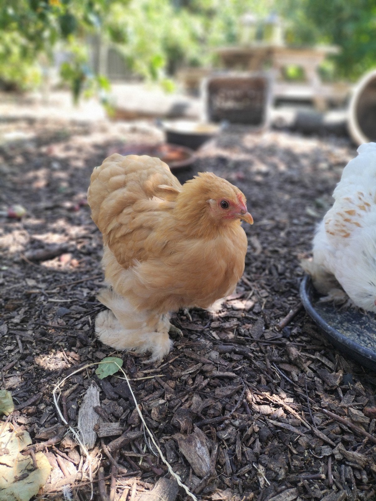 Chochin hennetjes maart/ april ., Dieren en Toebehoren, Pluimvee, Vrouwelijk, Kip