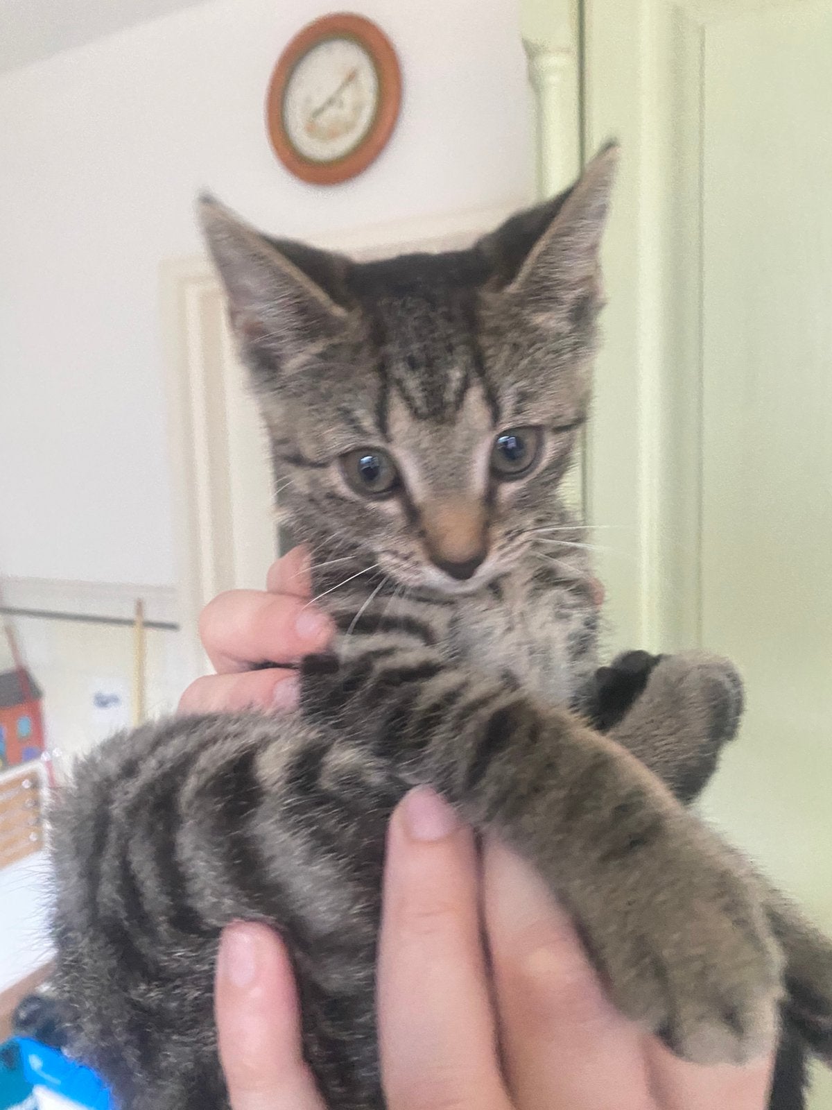 Lief, nieuwsgierig kittentje, Dieren en Toebehoren, Poes, Kortharig, 0 tot 2 jaar