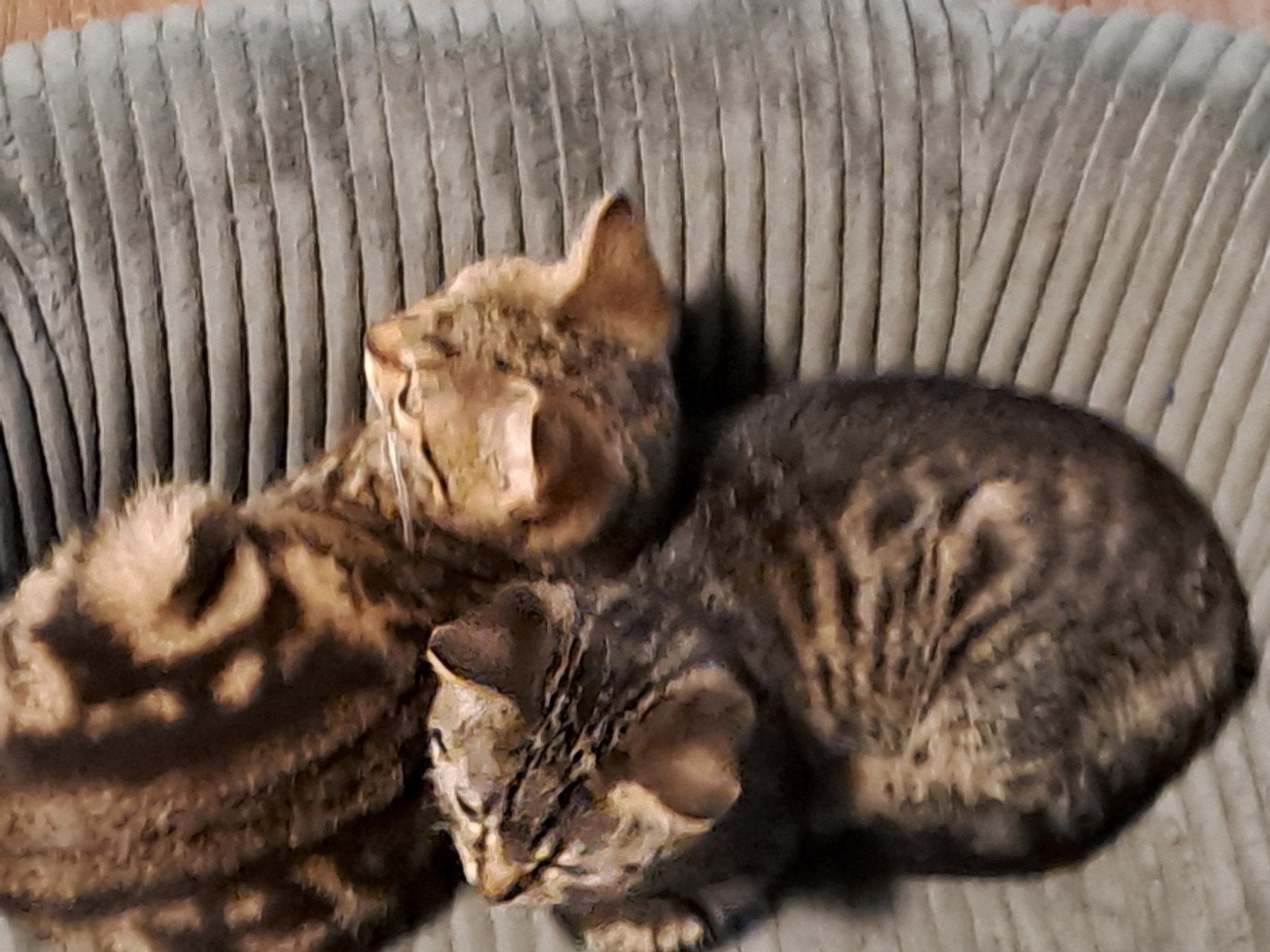 kittens te koop, Meerdere dieren