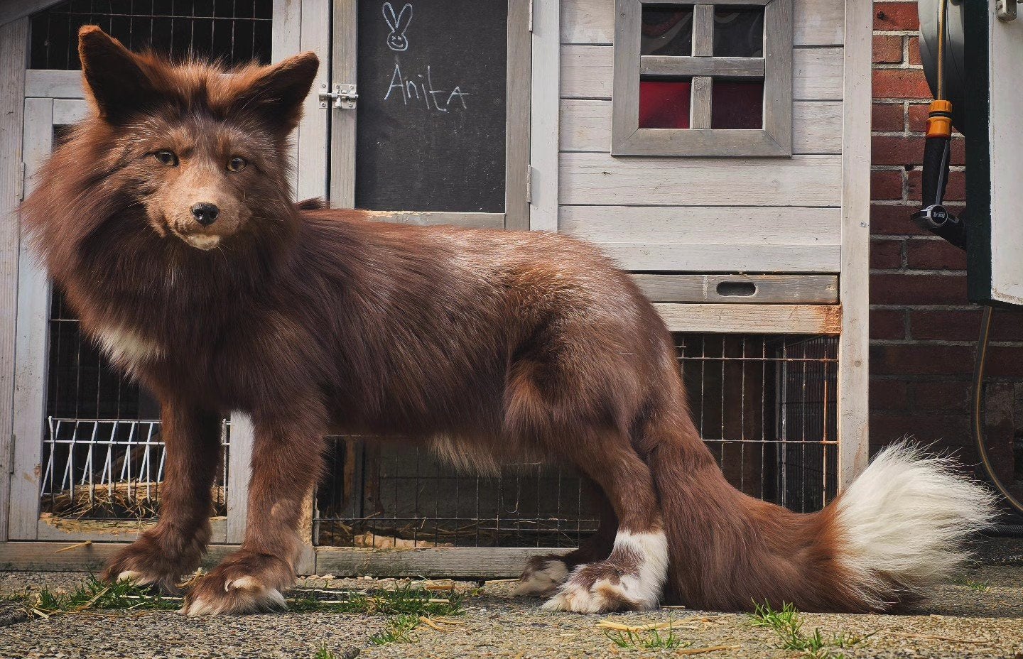 Hele mooie softmount taxidermie vos te koop, Ophalen of Verzenden, Wild dier, Opgezet dier