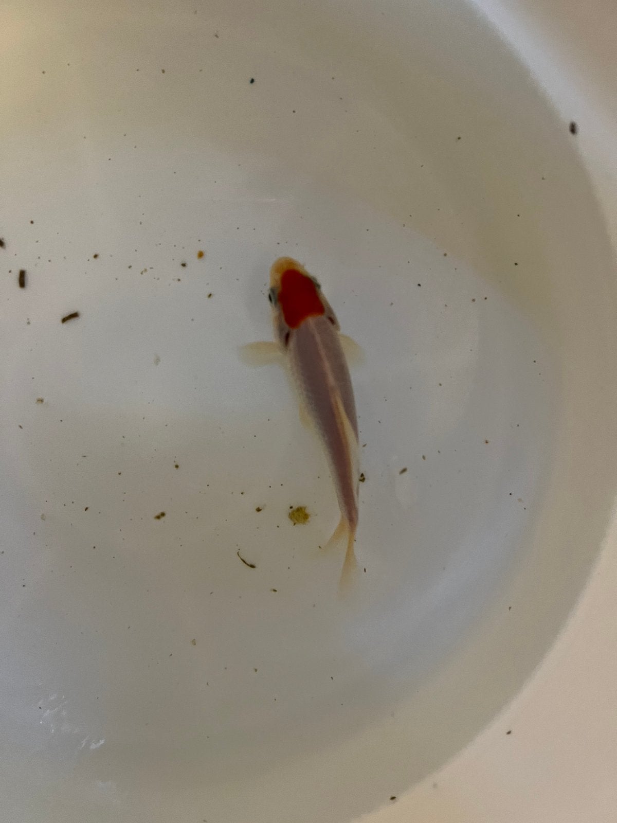 Allerlei sarasa goudvissen vanaf 10cm tekoop, Dieren en Toebehoren, Vis, Zoetwatervis, Schoolvis
