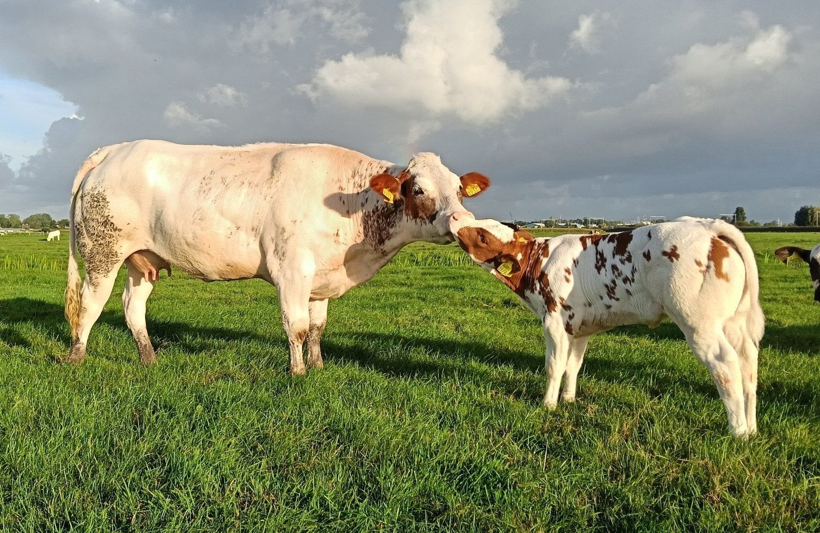 Mooi VRB rood-bont zoogstel vaars, Vrouwelijk, 0 tot 2 jaar