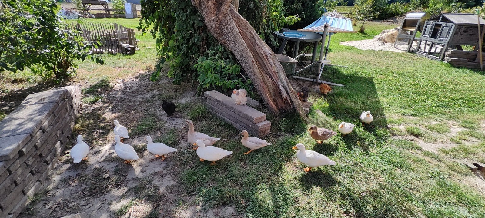 kuikens van eenden witte kwakers, bruin en beige, Dieren en Toebehoren, Geslacht onbekend, Eend