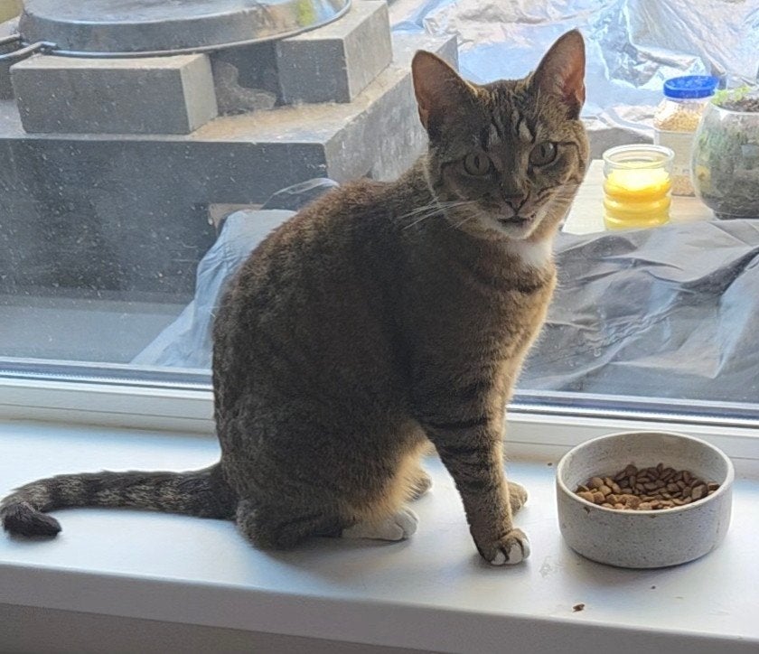 Vermist poesjes, Kat