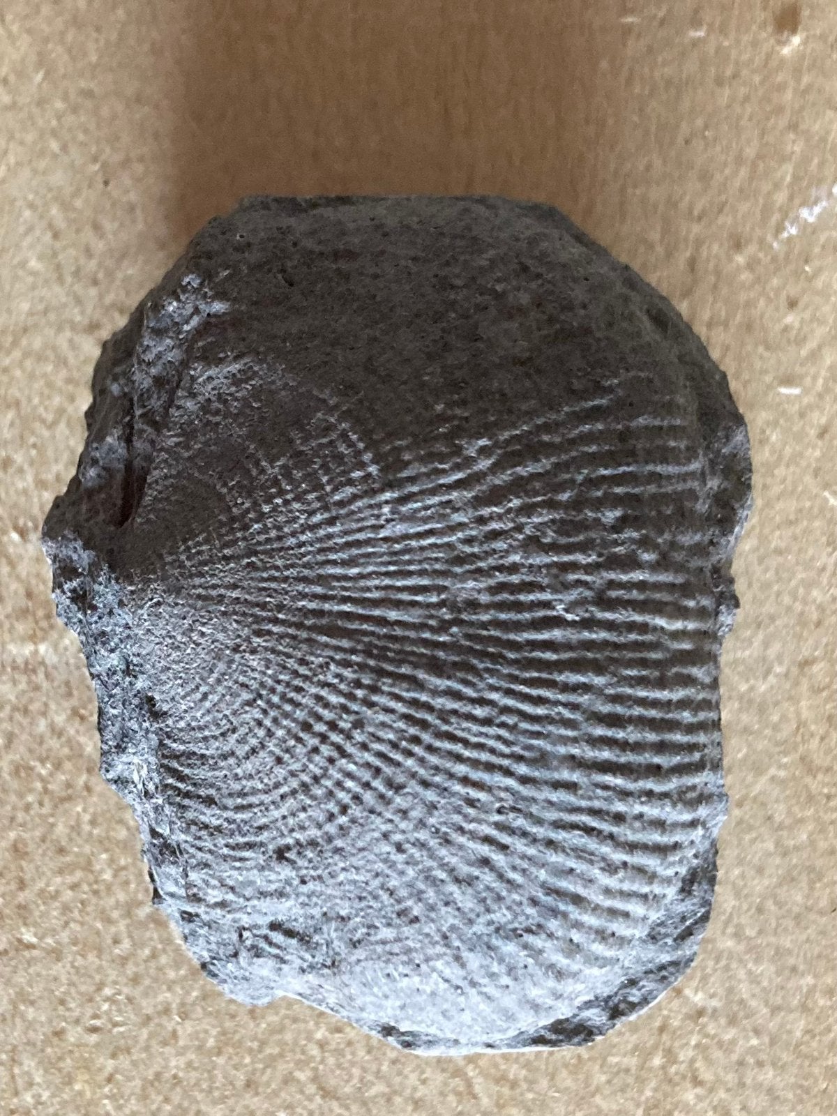 Fossielen schelp uit Belgische blauwesteen, Ophalen, Fossiel