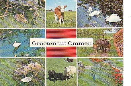 Ansichtkaart 	Ommen	8-luik	Dieren, Verzamelen, Ansichtkaarten | Nederland, Verzenden, 1960 tot 1980, Gelopen, Overijssel
