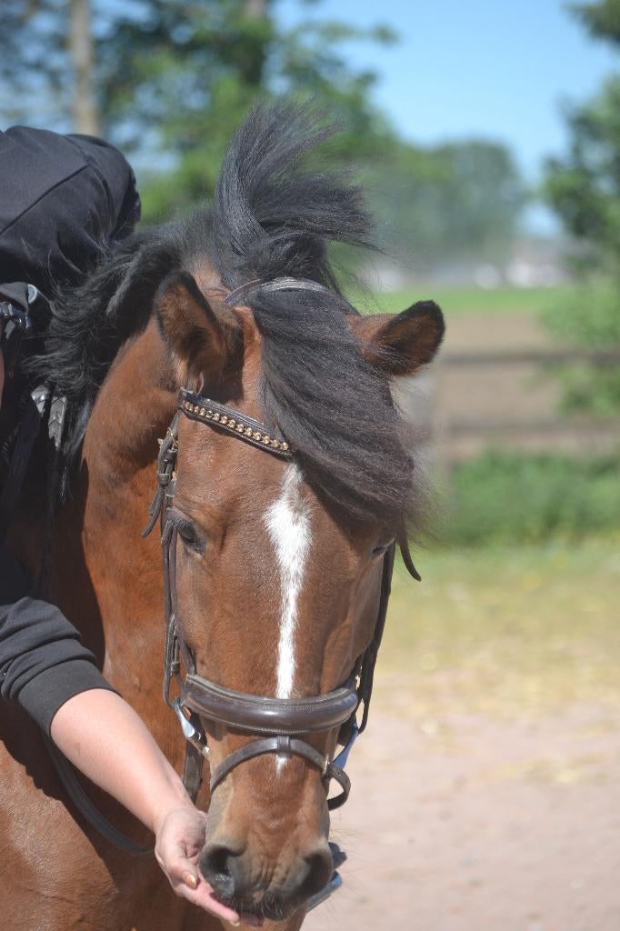Leuke allround merrie, Dieren en Toebehoren, Pony's, Merrie, B, 3 tot 6 jaar, Recreatiepony