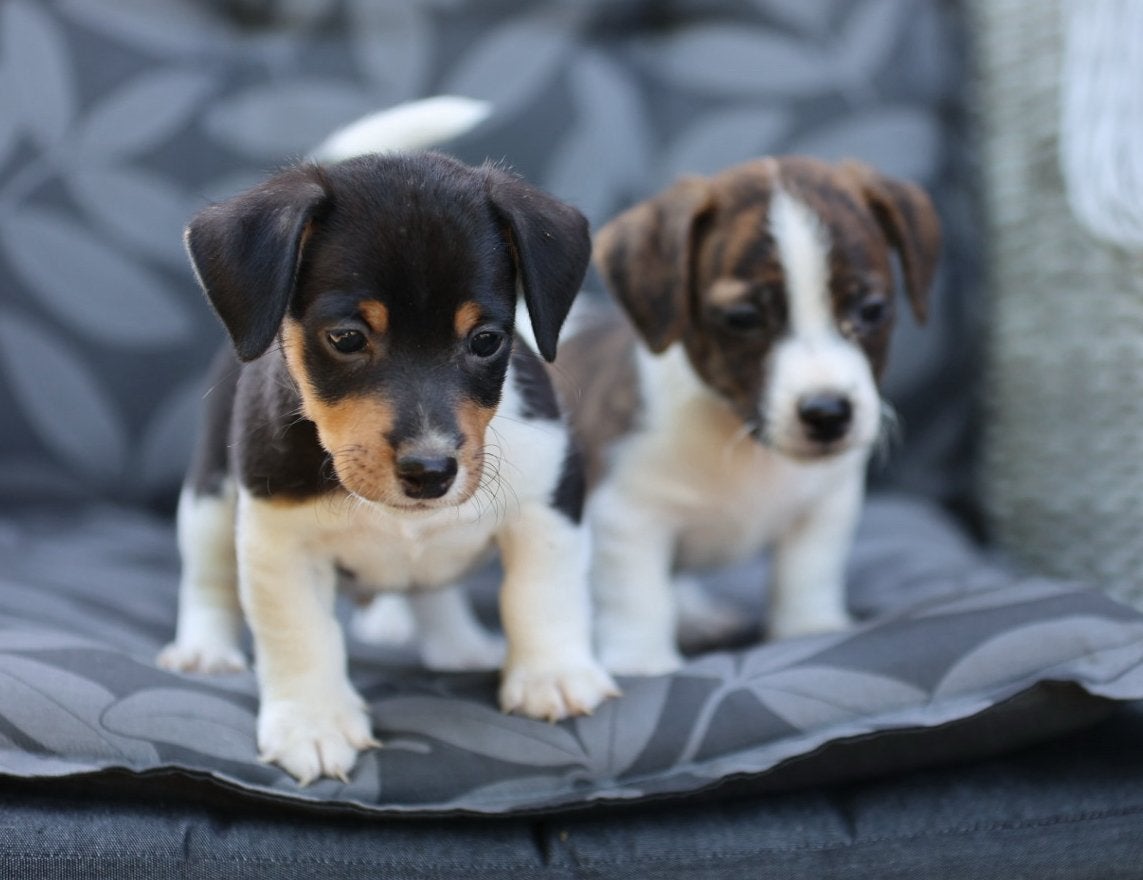 2 prachtige Jack Russell reutjes te koop, Dieren en Toebehoren, Honden | Jack Russells en Terriërs, Jack Russell Terriër, Reu