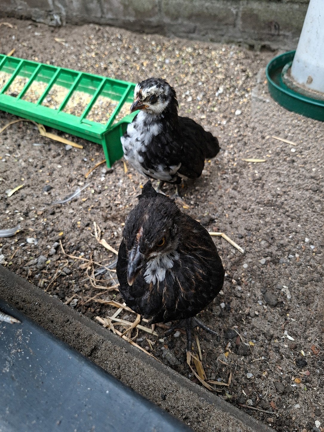 Hollandse kriel kip en haan, Dieren en Toebehoren, Pluimvee, Meerdere dieren, Kip