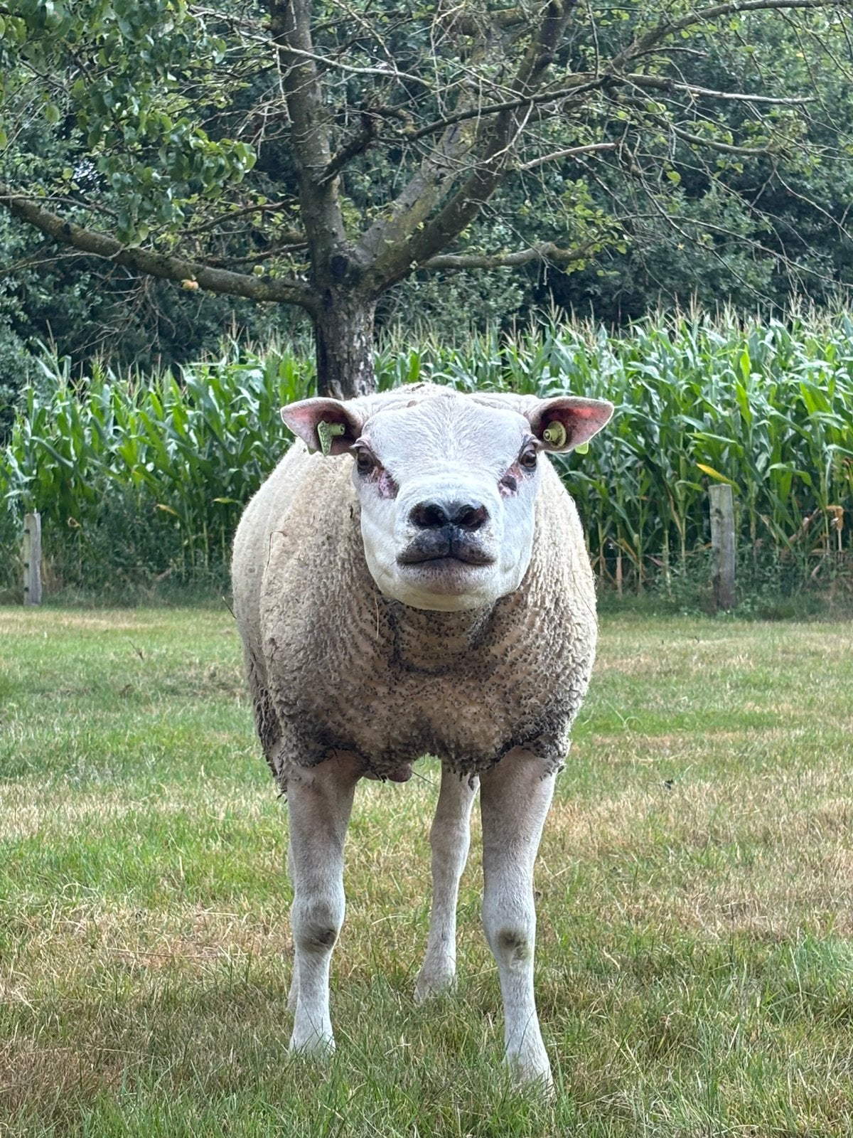 Dekram Texelaar, Dieren en Toebehoren, Mannelijk, Schaap