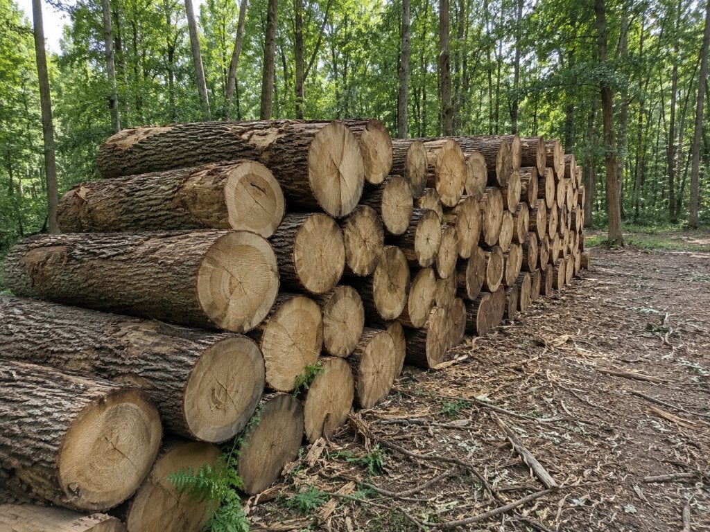 Eiken Rondhout / Brandhout! Kwaliteit!, 6 m³ of meer, Ophalen, Eikenhout, Stammen