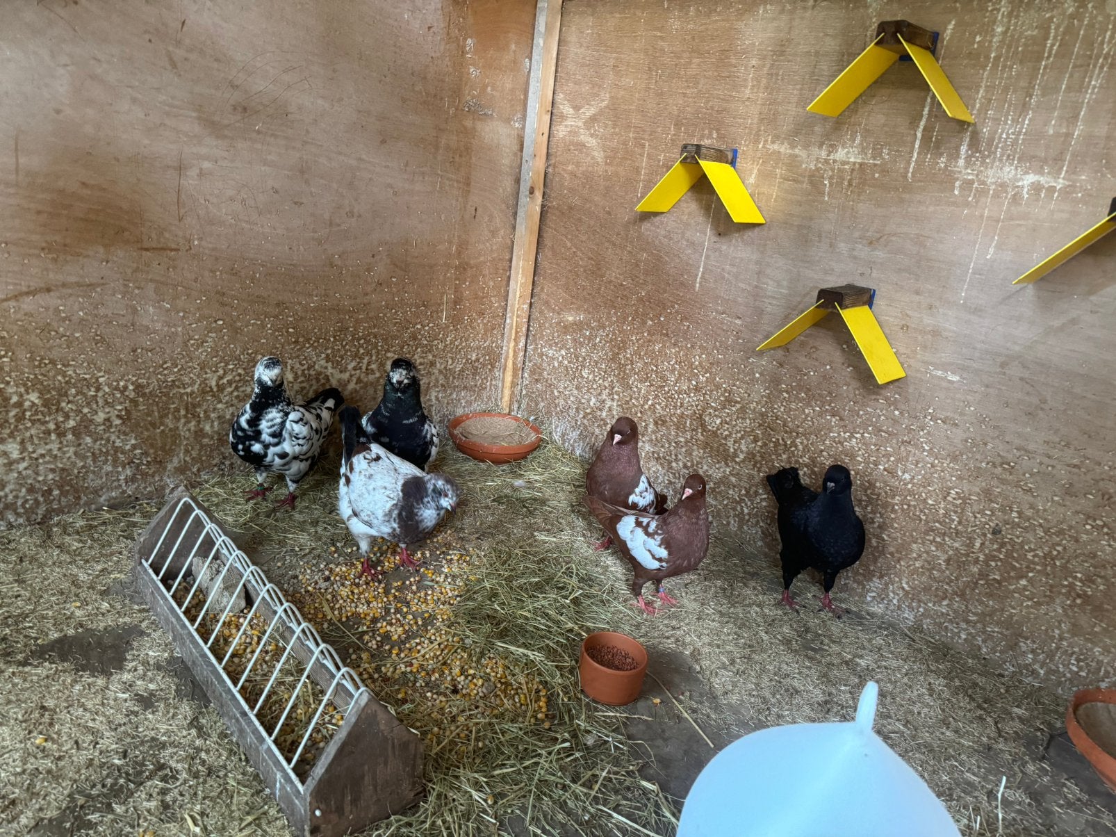 Gezocht! Kings duiven, Meerdere dieren