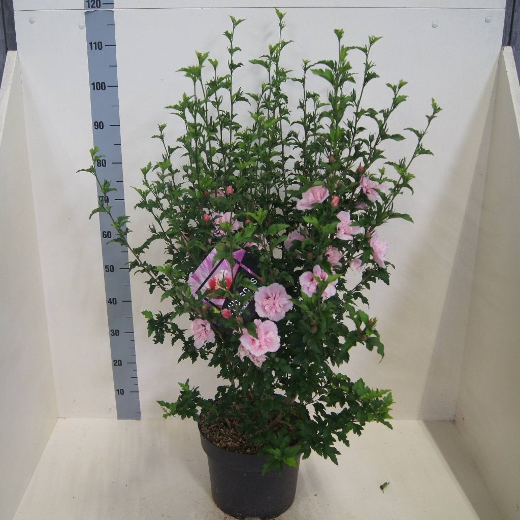 Hibiscus syriacus ‘Pink Chiffon’, Volle zon, Vaste plant, Zomer, Ophalen