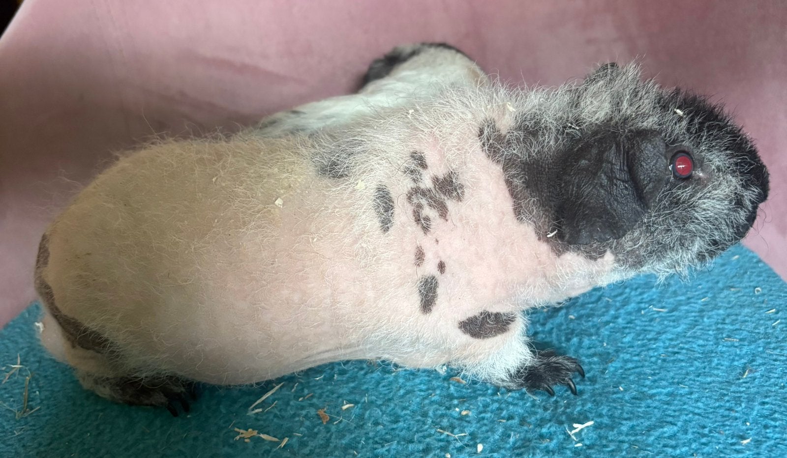 Skinny cavia en skinny drager beertje, Dieren en Toebehoren, Mannelijk, Tam, Maart, Cavia
