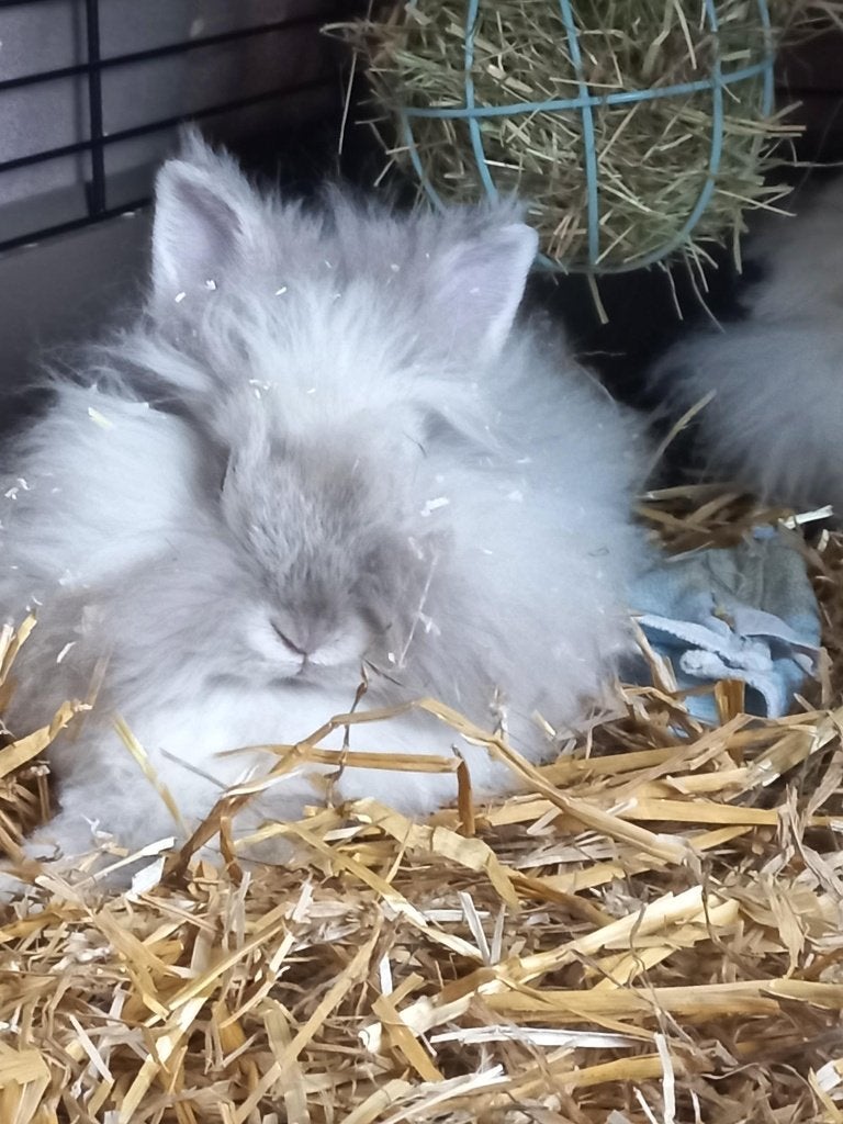 Liefhebbers van teddy dwerg konijnen OPGELET, Dieren en Toebehoren, Konijnen, Vrouwelijk, Dwerg, 0 tot 2 jaar