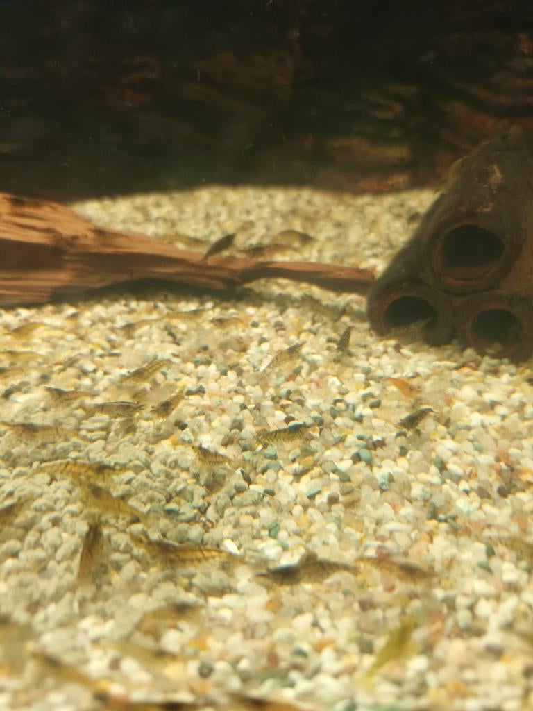 Neocaridina Garnalen van groot en kleine, Kreeft, Krab of Garnaal, Zoetwatervis, Schoolvis