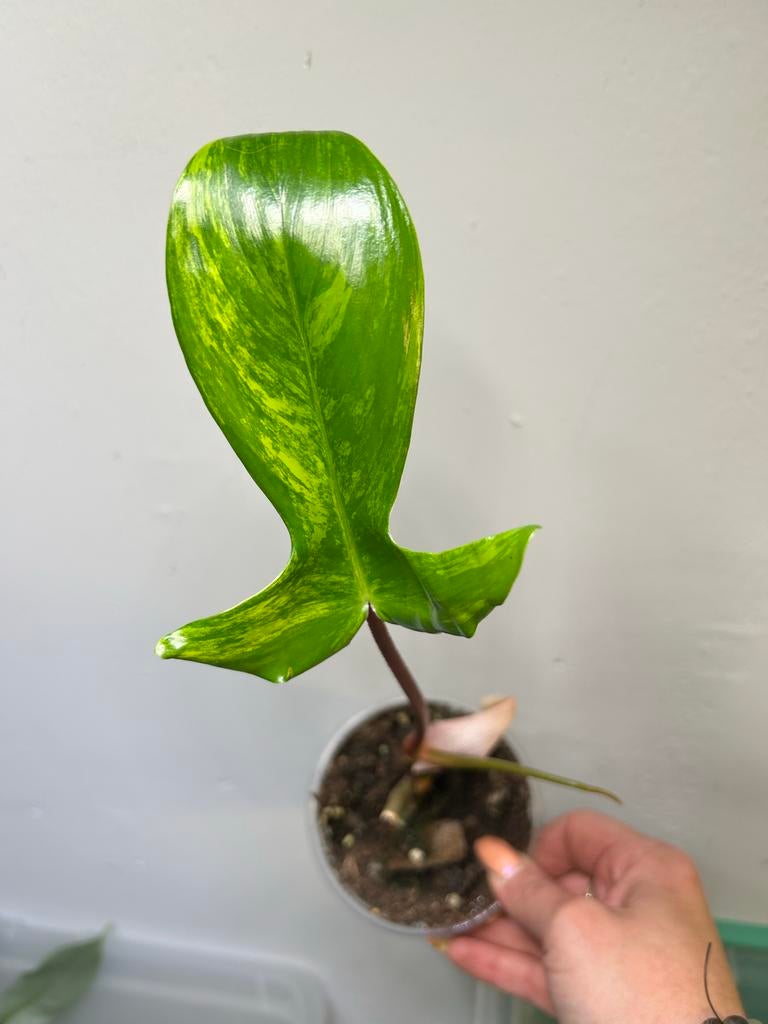 Philodendron Florida Beauty - Prachtige Variegata, Ophalen of Verzenden, Halfschaduw, Minder dan 100 cm