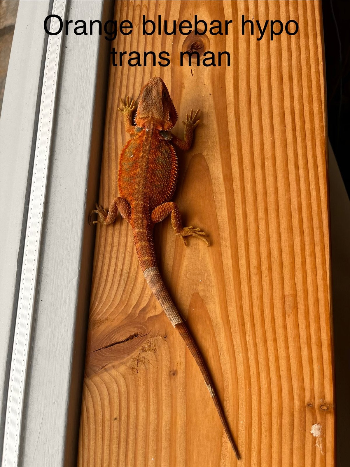 Orange Blue Bar Hypo Trans man – Baardagaam NK 2026 Bearded Dragon - male for sale from B.S.