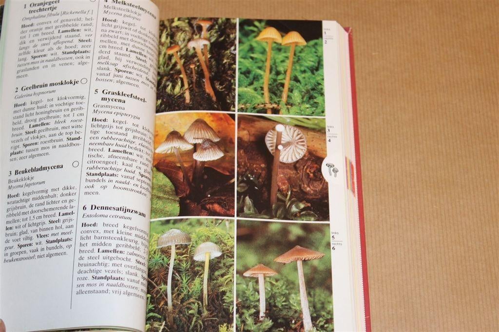 Paddestoelen — Geïllustreerde Veldgids, Boeken, Natuur, Ophalen of Verzenden, Gelezen, Natuur algemeen