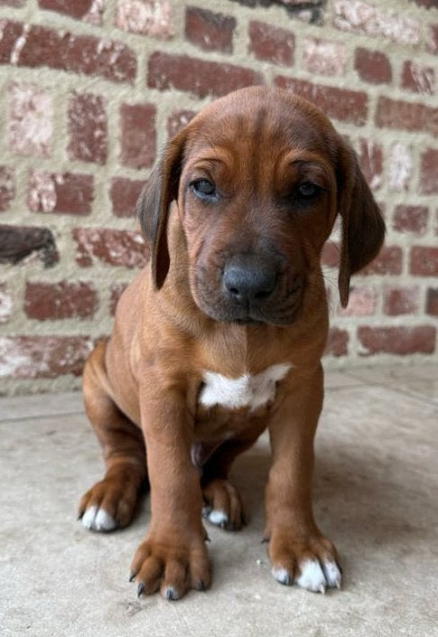 Ridgeback pups - 1 reutje beschikbaar, Standaard, 8 tot 15 weken, Korthaar, Meerdere