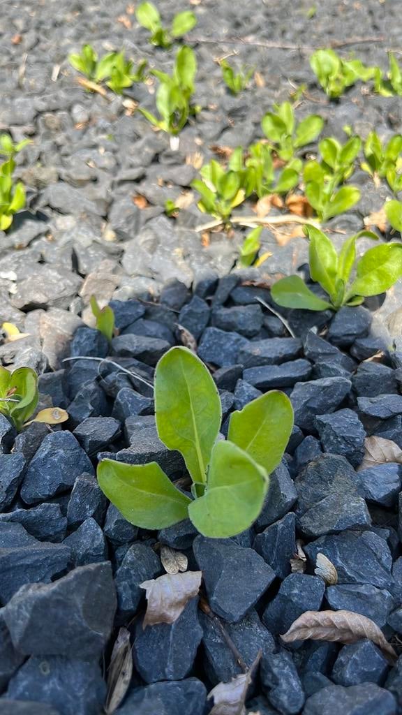 Goudsbloem stekjes, Tuin en Terras, Ophalen of Verzenden, Eenjarig, Groenteplanten, Volle zon