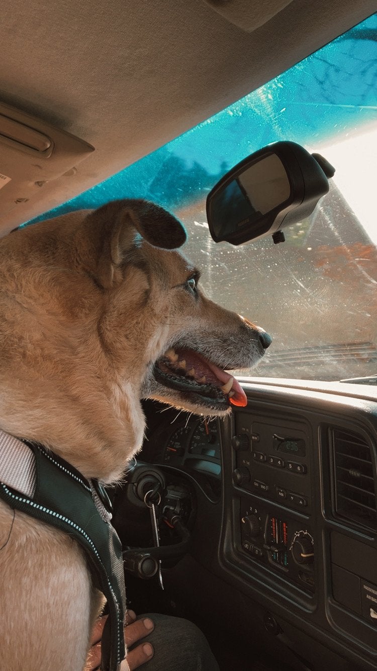 Gratis hond (moet met spoed weg), Dieren en Toebehoren, Honden | Niet-rashonden, 6 jaar of ouder, Reu, Eén hond, Middel