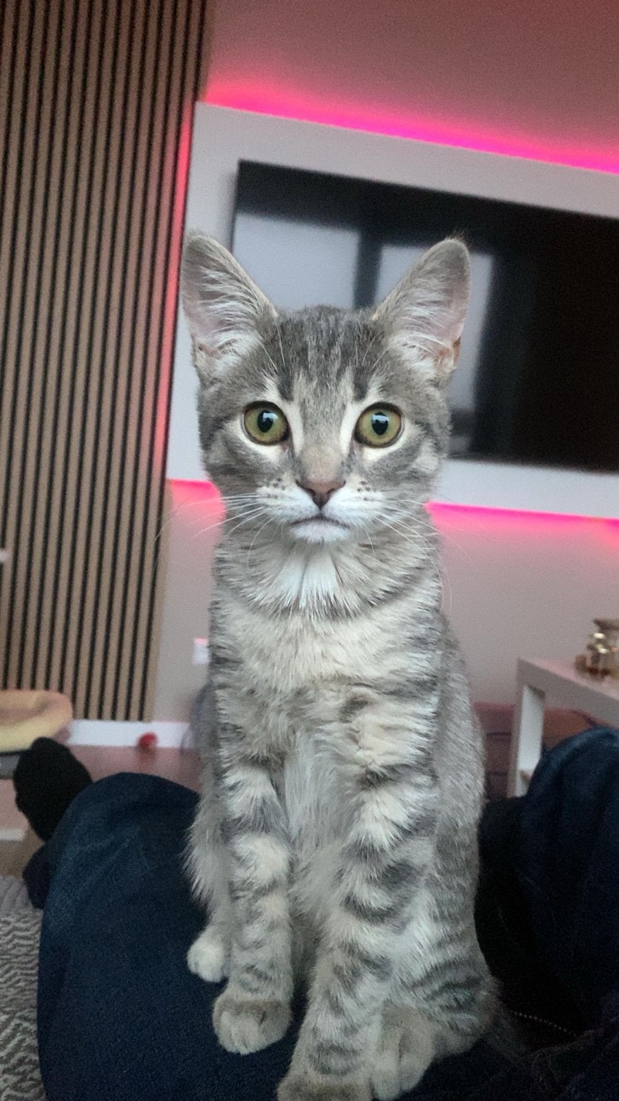 Poes 8 maanden oud - kan kinderen krijgen, Dieren en Toebehoren, Poes, Kortharig, 0 tot 2 jaar