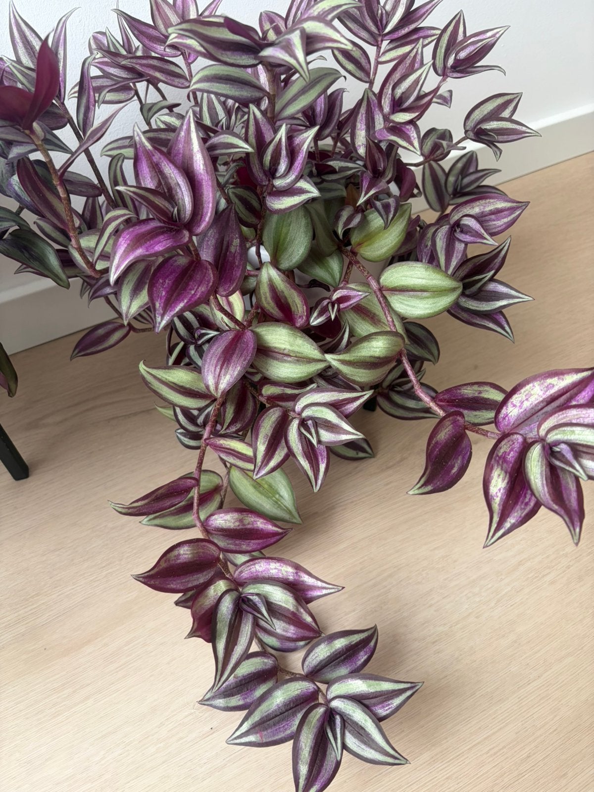 Hang kamerplant, Ophalen of Verzenden, Zo goed als nieuw
