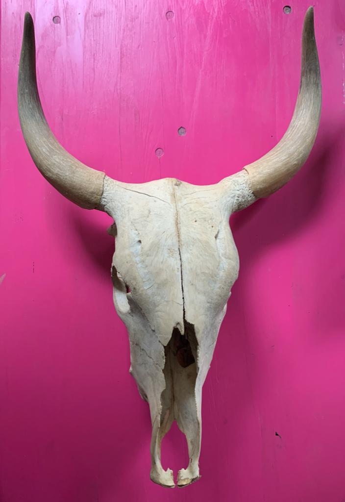 Longhorn schedel, Verzamelen, Dierenverzamelingen, Ophalen of Verzenden, Zo goed als nieuw, Wild dier, Schedel