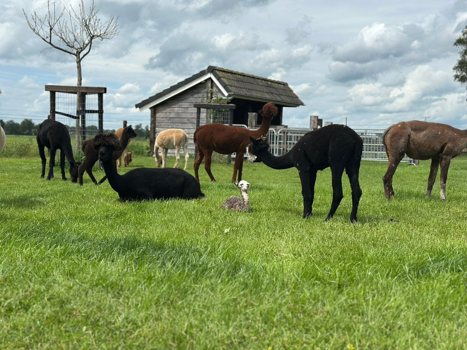 Bijzonder gekleurde Alpaca’s te koop, Juni, Meerdere dieren