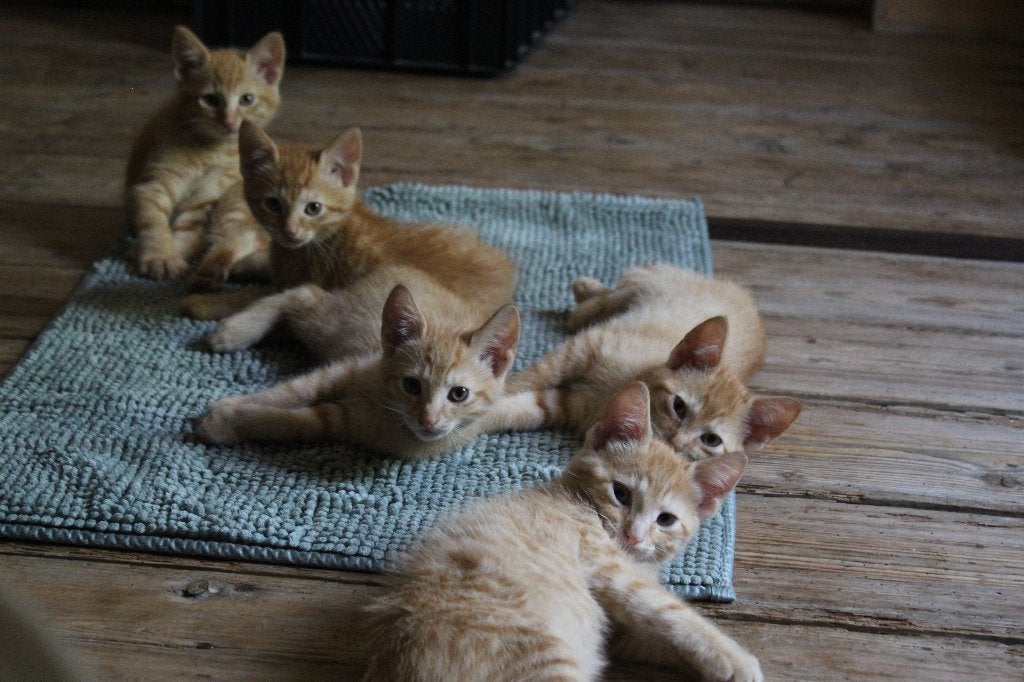 Rode katertjes, Kater, Kortharig