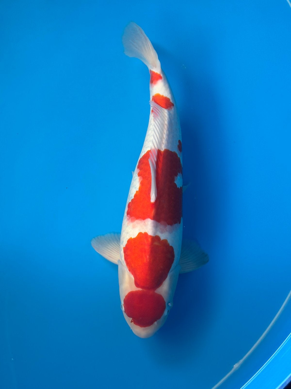 Takigawa kohaku nisai, Dieren en Toebehoren, Karper of Koi