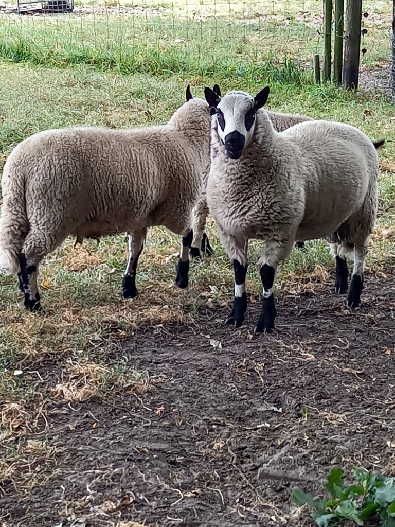 Kerry Hill ram te koop, Dieren en Toebehoren, Mannelijk, Schaap, 0 tot 2 jaar