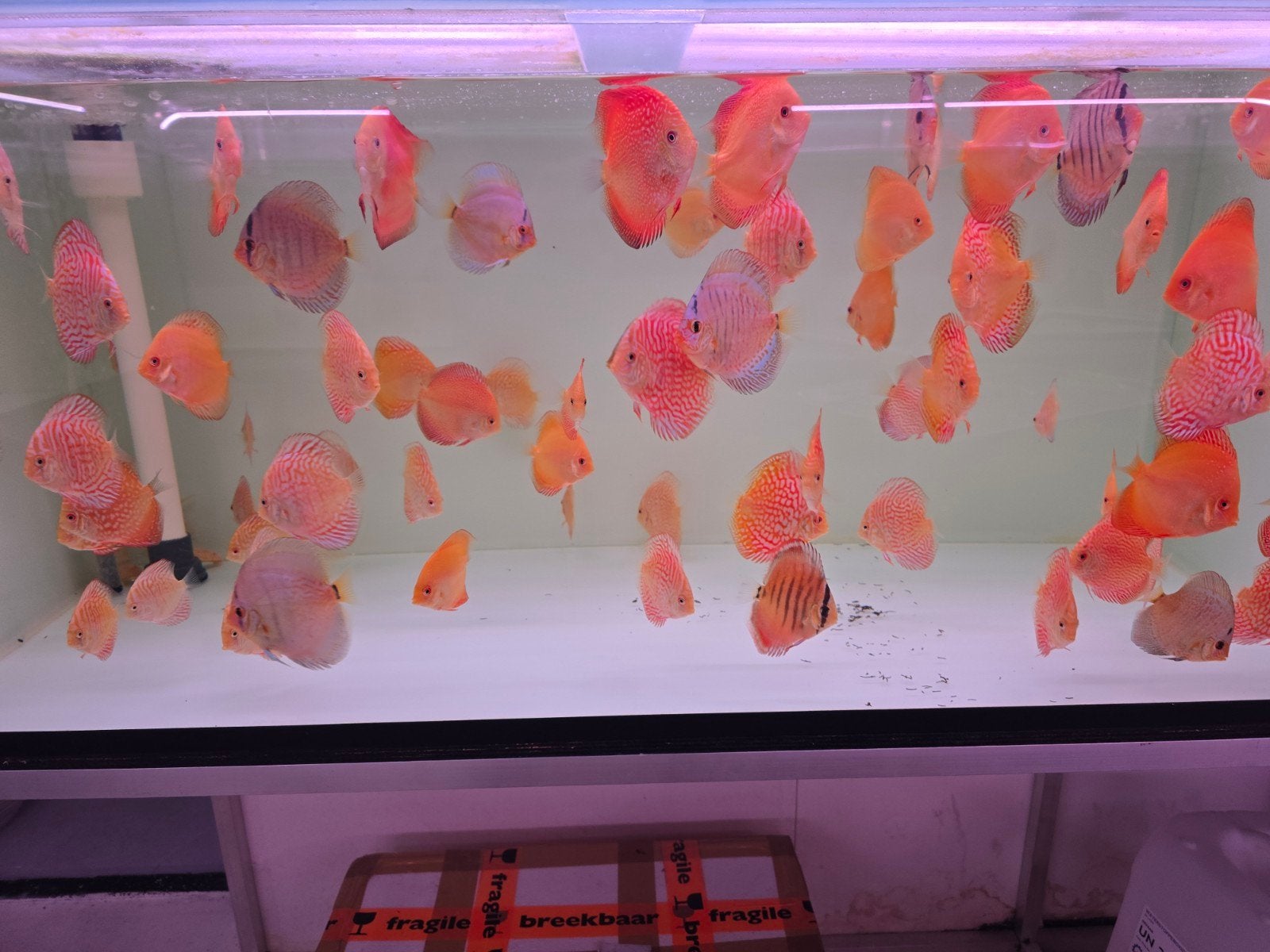 Discusvissen, Dieren en Toebehoren, Vis, Zoetwatervis, Schoolvis
