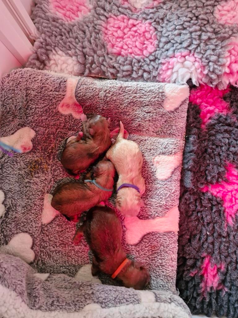 Prachtige pups geboren, Parvo, Overige rassen, 8 tot 15 weken, Meerdere