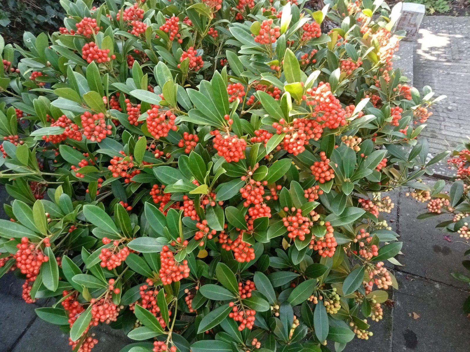 Skimmia Japonica Temptation, Ophalen, Overige soorten, Halfschaduw