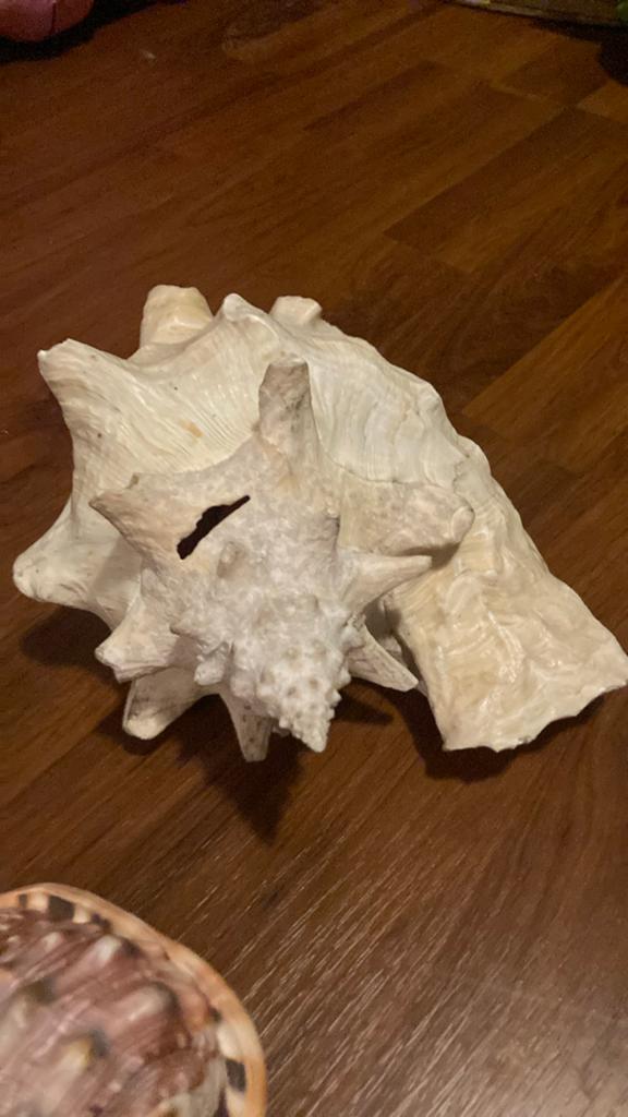 Grote Queen Conch Schelp - ca. 30 cm, Ophalen of Verzenden, Gebruikt