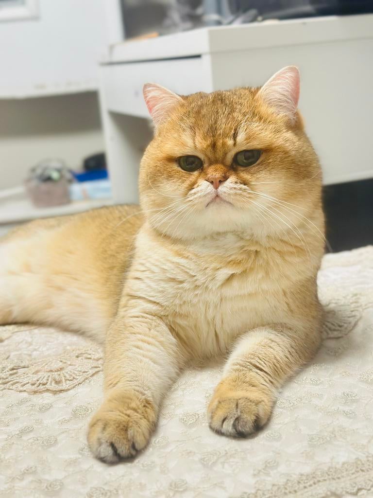 Ervaren dekkater ！ black golden shaded, 3 tot 5 jaar