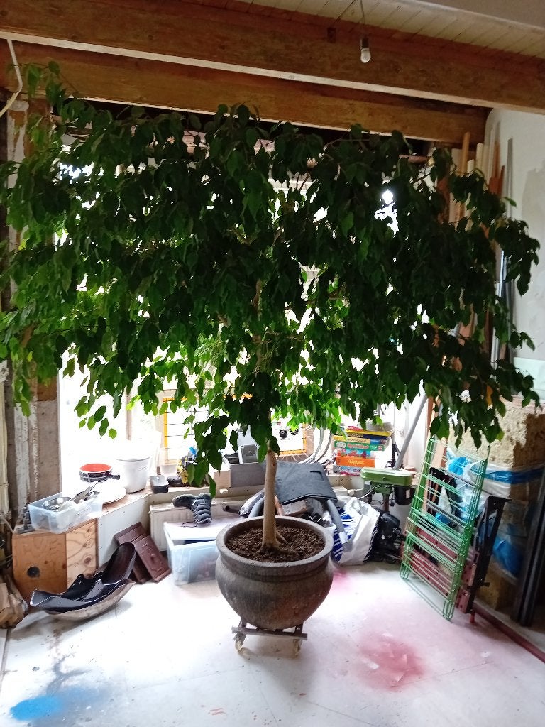 Ficus Benjamin +/- 70 jr oud, 250cm, Ophalen, Ficus, 200 cm of meer, Halfschaduw