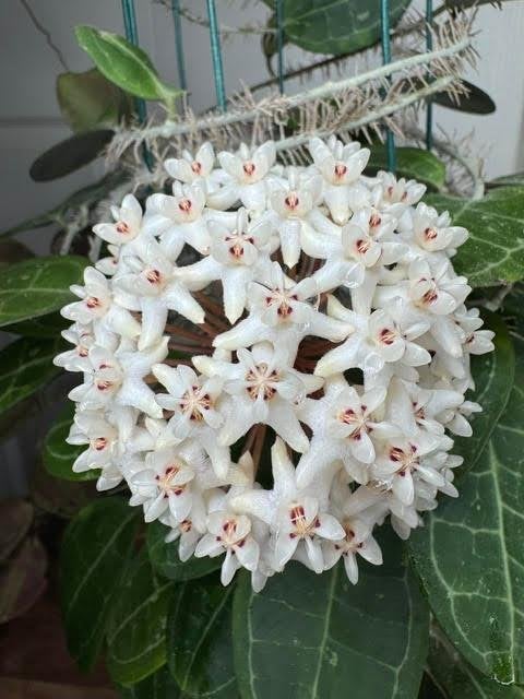 Alleen ophalen: Hoya elliptica, Ophalen, Overige soorten, Halfschaduw, Minder dan 100 cm