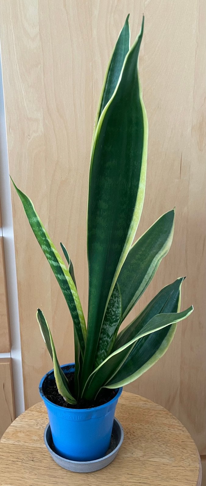 Sanseviera, Ophalen, Halfschaduw, Minder dan 100 cm