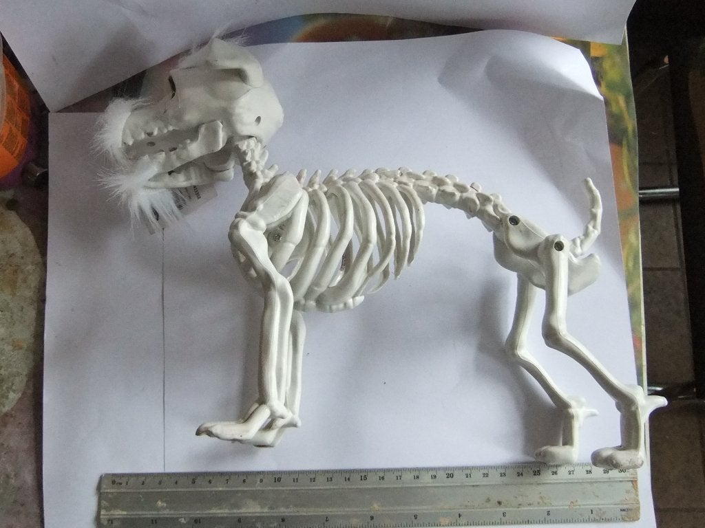 Hondenskelet Decoratie - of Anatomie, Verzenden, Nieuw, Hond of Kat, Beeldje of Figuurtje