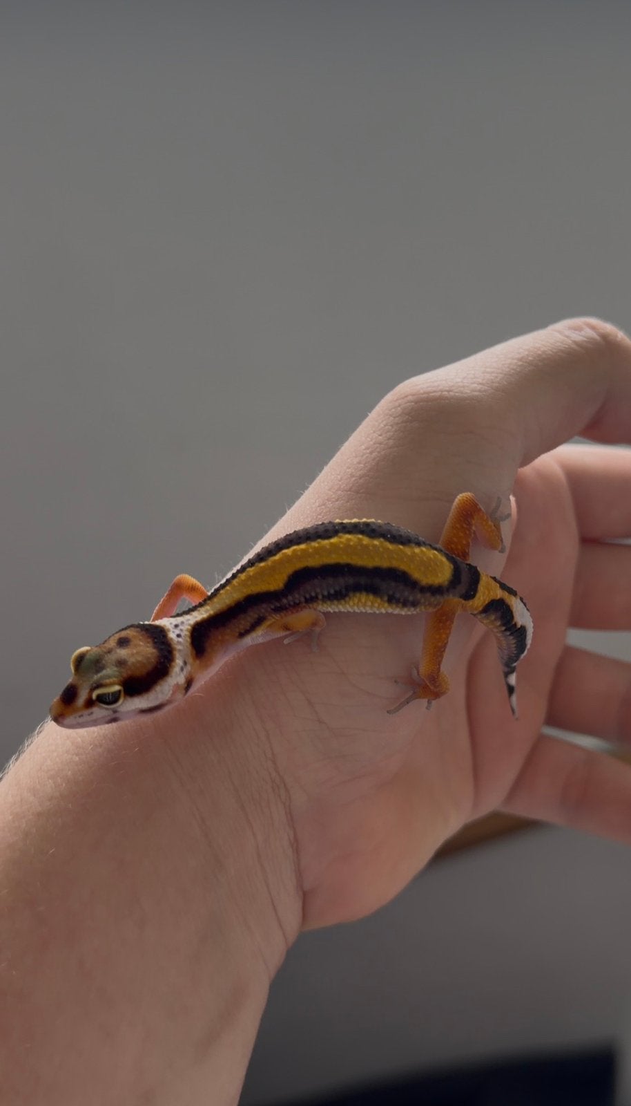 1.0 luipaardgekko, Dieren en Toebehoren, Reptielen en Amfibieën, Hagedis, 0 tot 2 jaar