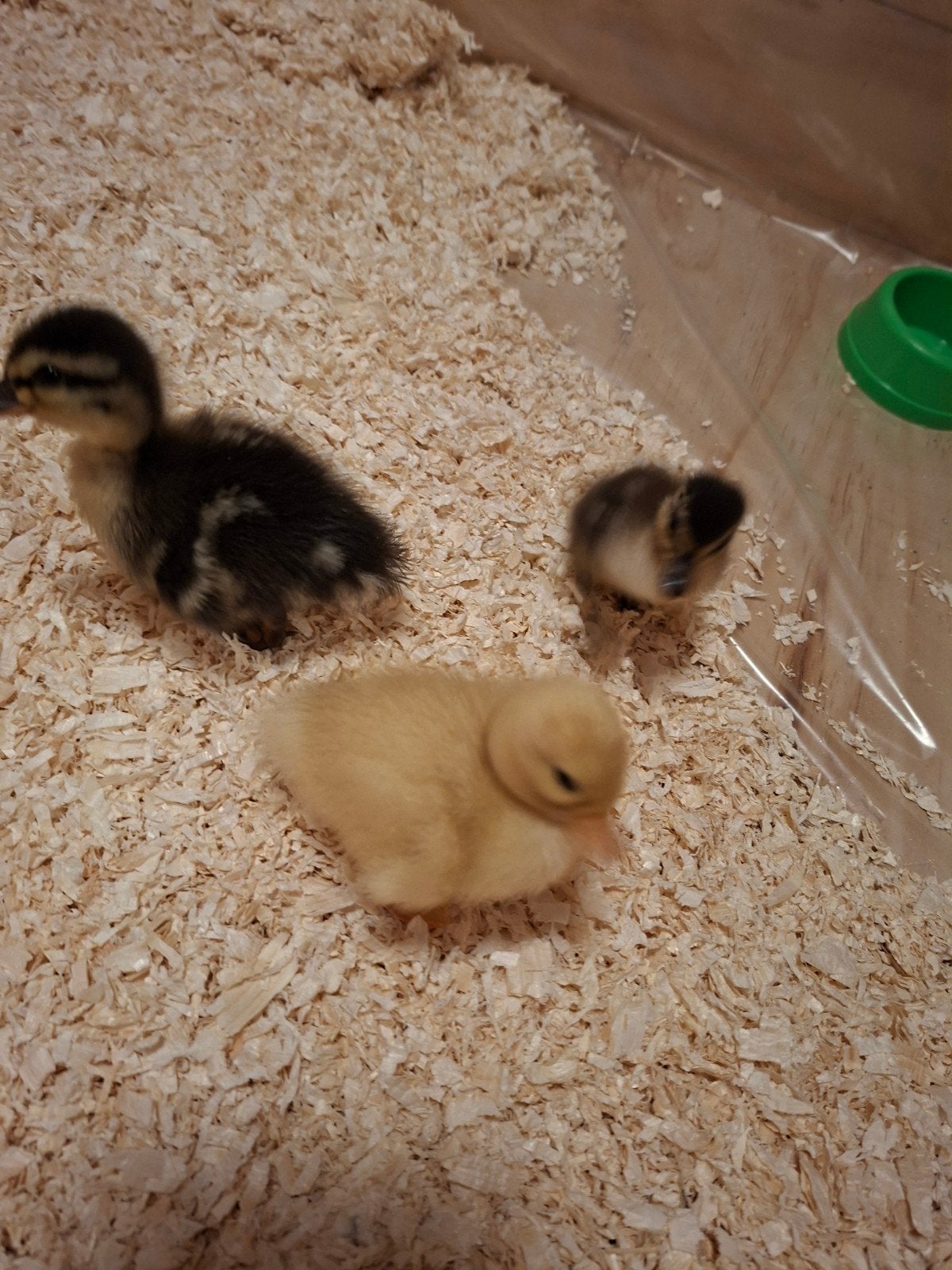 3 Hollandse kwakers eendjes., Dieren en Toebehoren, Geslacht onbekend, Eend