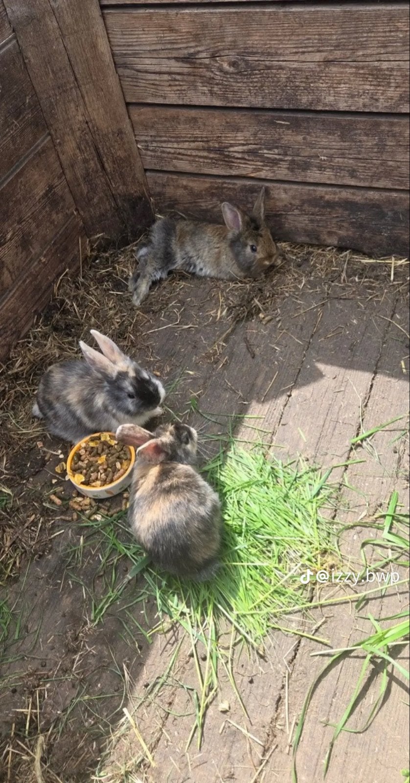 Gratis baby konijntje, Middelgroot