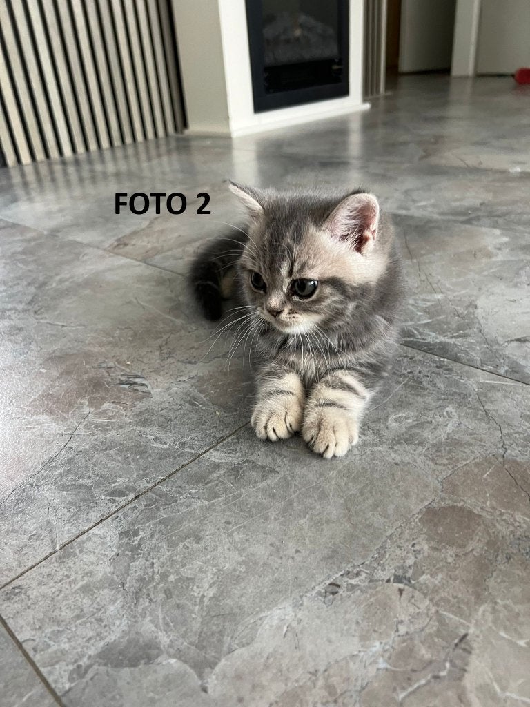Kittens Britse korthaar, Dieren en Toebehoren, Poes, 0 tot 2 jaar